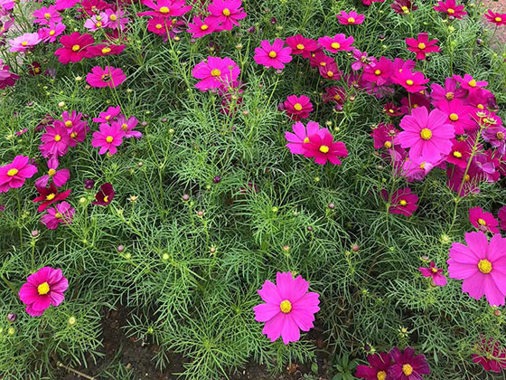 宿州鲜花绿植-风景树收购